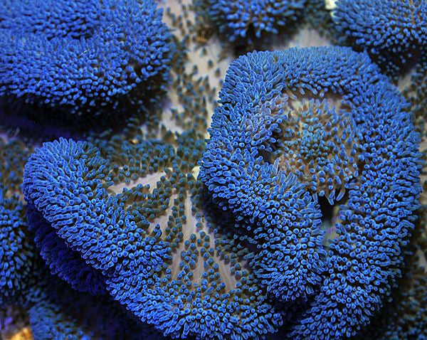 Stichodactyla spp. (Blauw) - Carpet anemone (Blauw)