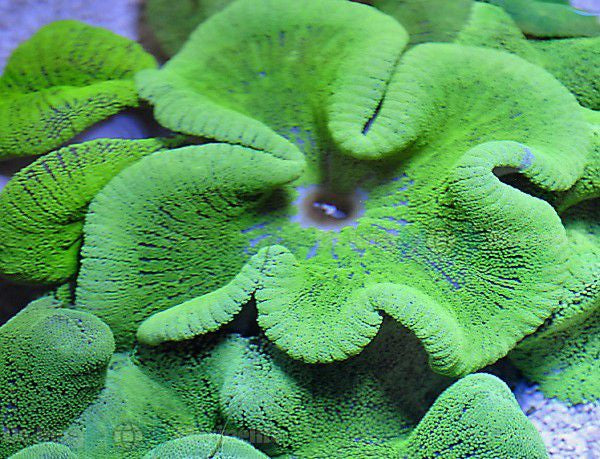 Stichodactyla spp. (Groen) - Carpet anemone (Groen)