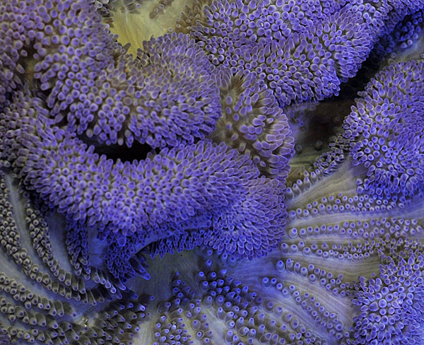 Stichodactyla spp. (Lila) - Teppichanemone (Lila)