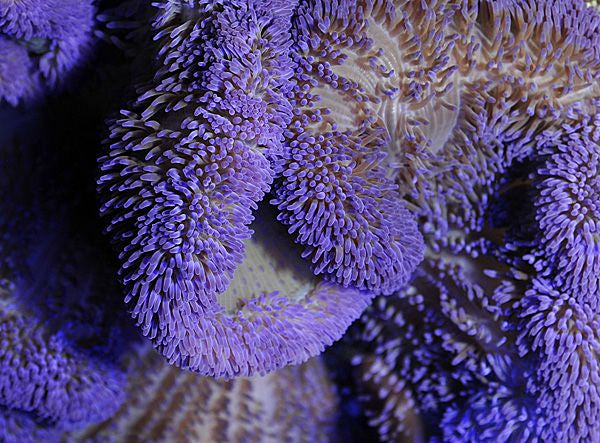 Stichodactyla spp. (Paars) - Carpet anemone (Paars)
