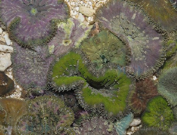 Stichodactyla tapetum - Mini Carpet anemone