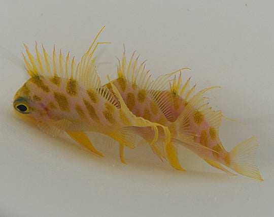 Odontanthias borbonius - Gevlekte Anthias