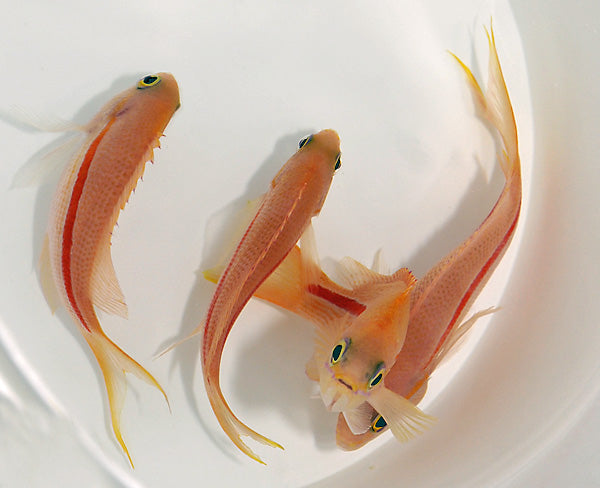 Pseudanthias fasciatus