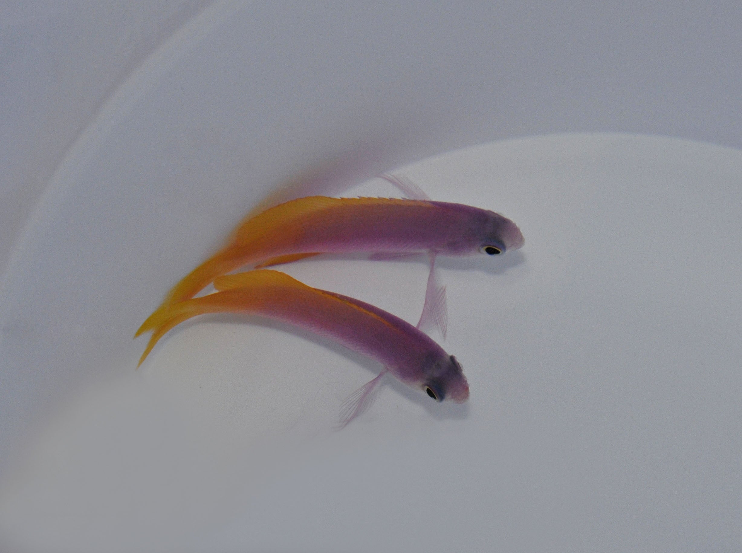 Pseudanthias pictilis