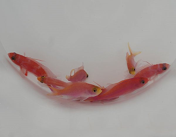 Pseudanthias randalli
