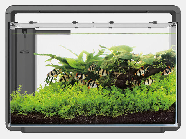 Superfish Home Aquarium 65 Zwart