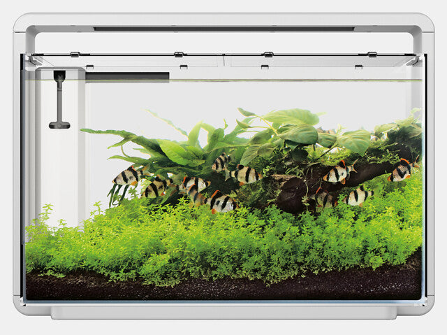 Superfish Home Aquarium 65 Wit