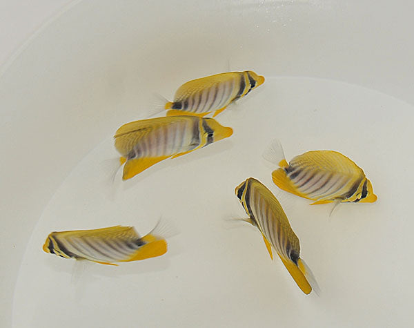 Zebrasoma desjardinii - Gestreepte Zeilvin