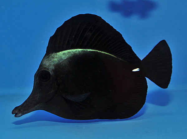 Zebrasoma rostratum - Zwarte Zeilvindoktersvis
