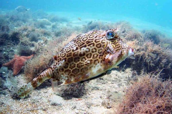 Acanthostracion polygonius