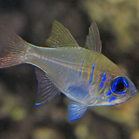 Apogon leptacanthus - Blauwoog Kardinaalbaars