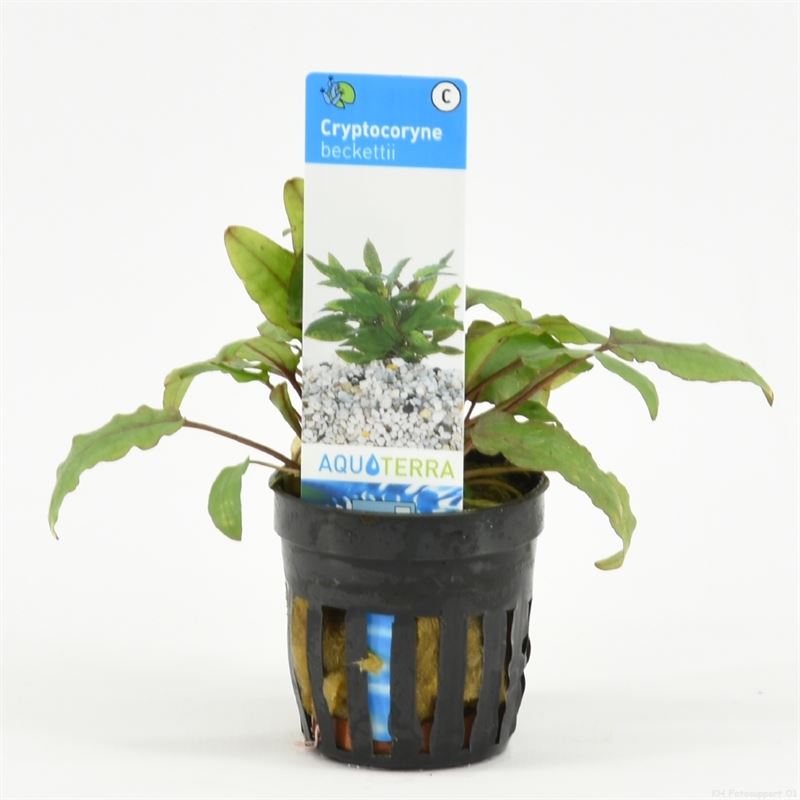 Cryptocoryne beckettii