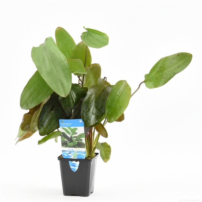 Echinodorus ozelot rood (P9)