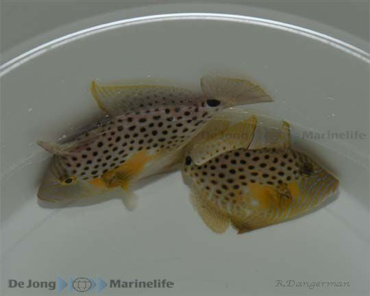 Balistes punctatus - Bluespotted triggerfish