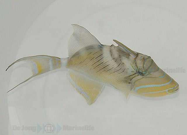 Balistes vetula - Koningstrekkervis