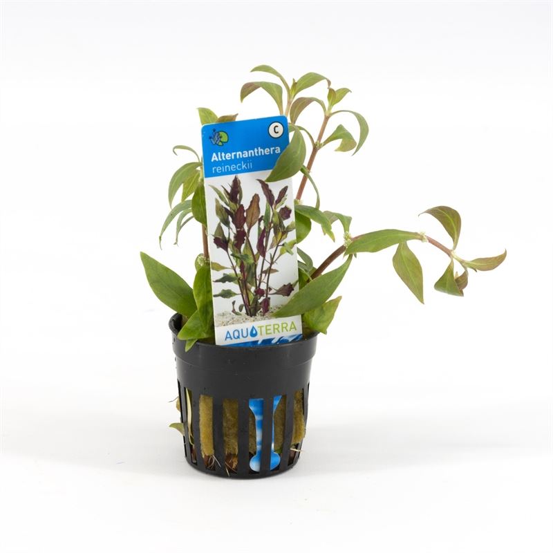 Alternanthera reineckii