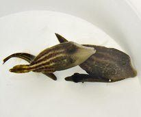 Cantherhinus pullus - Oranjegevlekte Vijlvis