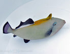 Melichthys indicus - Indian triggerfish