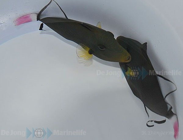 Melichthys vidua - Pinktail triggerfish