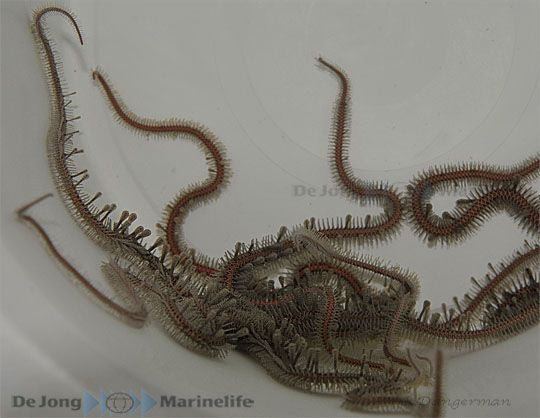Ophiomastix annulosa - Brittle star