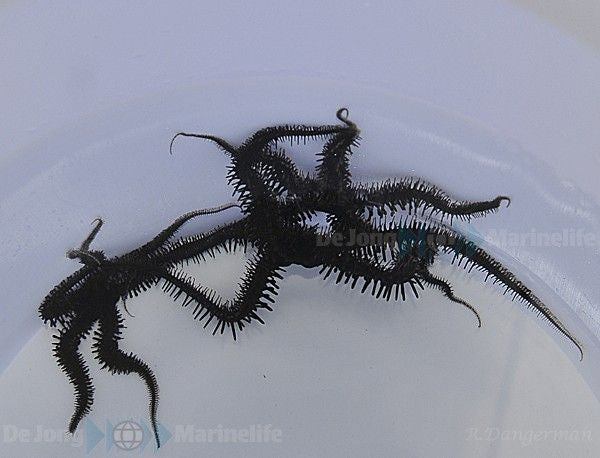 Ophiocoma spp. - Black brittlestar
