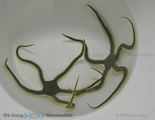 Ophiarachna incrassata - Green Brittle Star