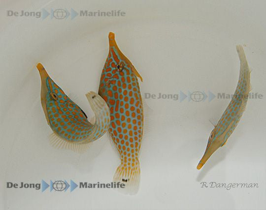 Oxymonacanthus longirostris - Oranjevlek Vijlvis