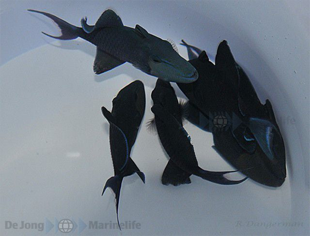 Odonus niger - Red-toothed triggerfish