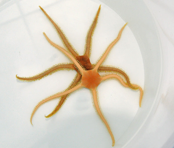 Ophiarachna spp. - Assorted Brittle Star