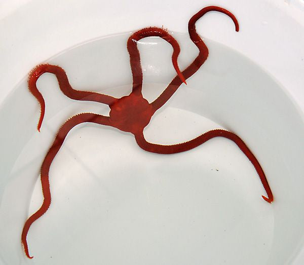 Ophioderma squamosissima - Red Serpent star