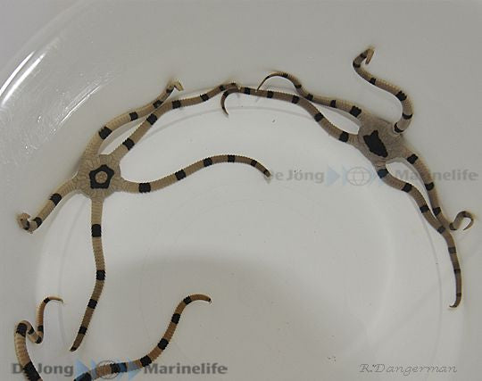 Ophiolepis superba - Banded brittlestar