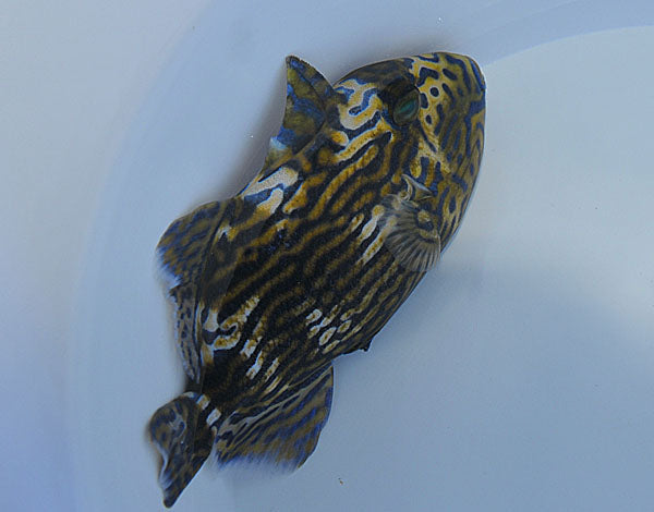 Pseudobalistes fuscus - Yellow-spotted triggerfish