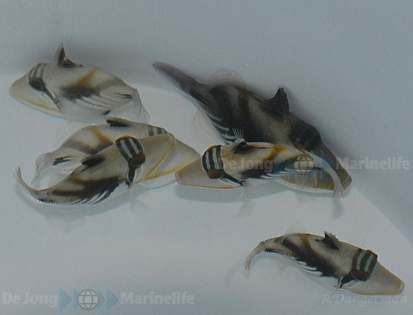 Rhinecanthus aculeatus - White-banded triggerfish