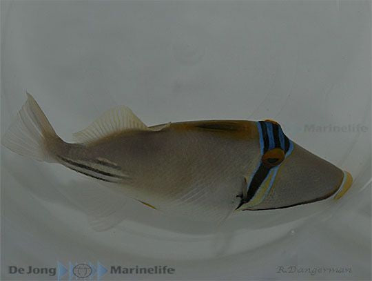Rhinecanthus assasi - Picasso triggerfish
