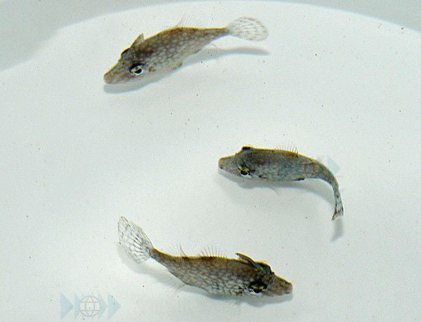 Rudarius ercodes (Japan) - Whitespotted Pygmy Filefish
