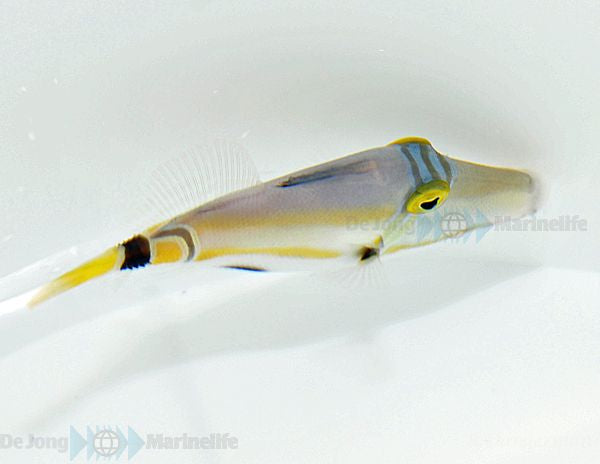 Rhinecanthus lunula - Halfmoon picassofish