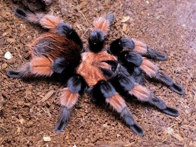 Brachypelma Emilia - Juvenile