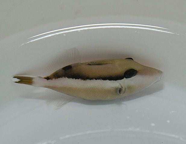 Sufflamen chrysopterum - Halfmoon triggerfish