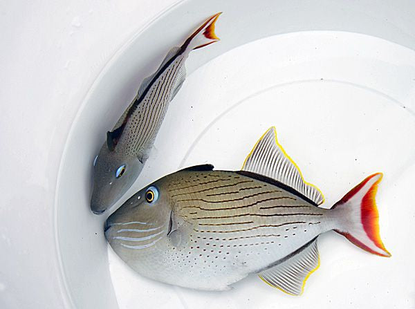 Xanthichthys lineopunctatus - Striped Triggerfish