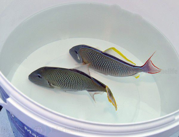 Xanthichthys mento - Redtail triggerfish
