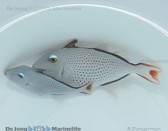 Xanthichthys ringens - Sargassum triggerfish