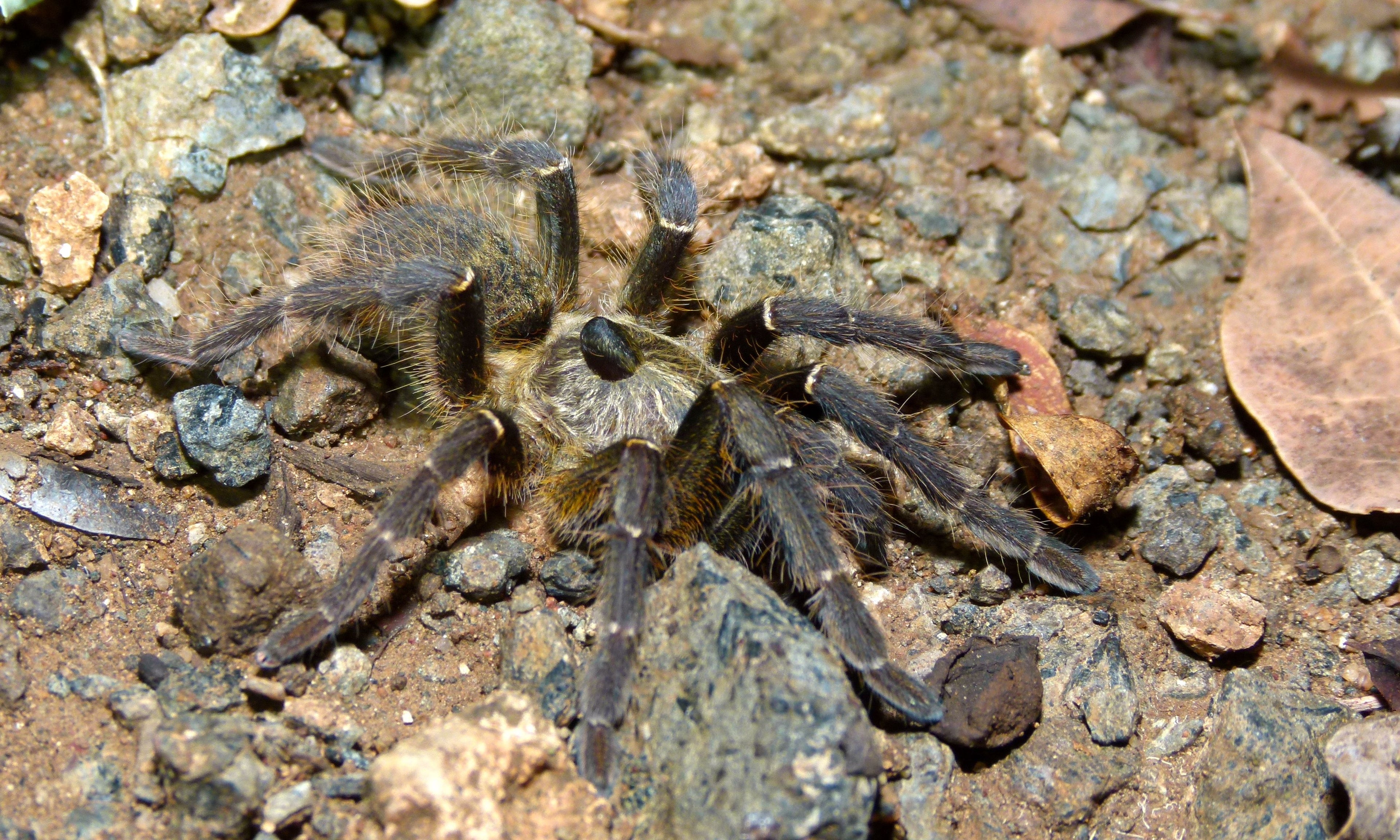 Ceratogyrus darlingi - Gehoornde baviaanspin Vrouw