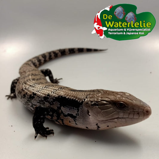 Blauwtong Skink
