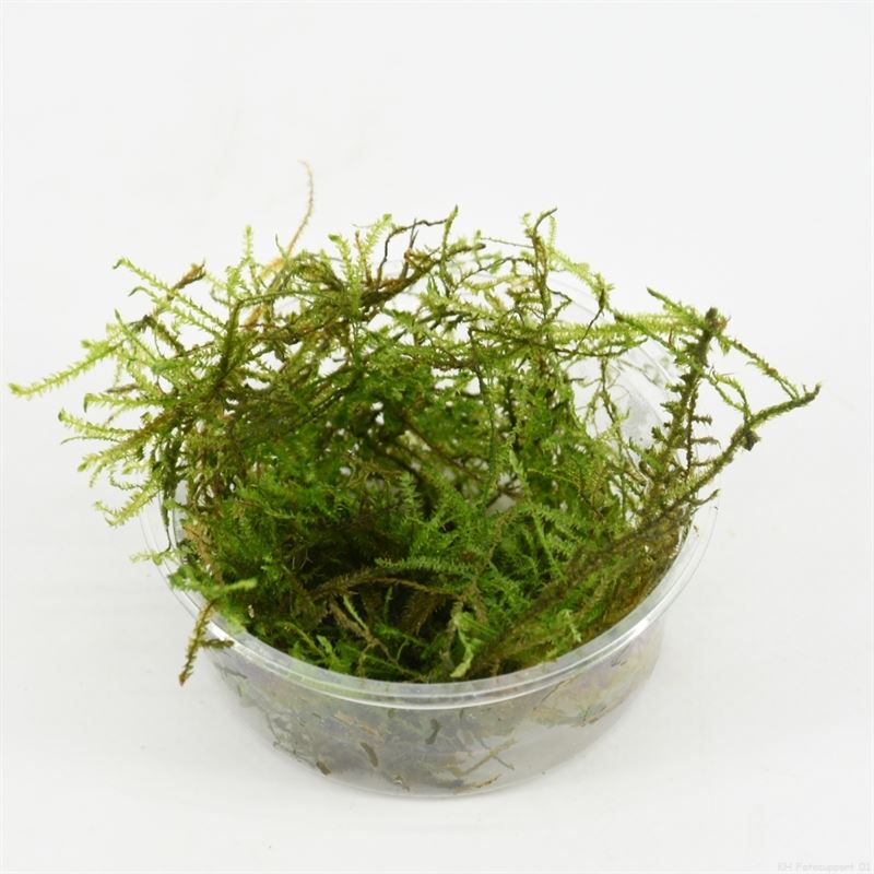 Christmas Moss (Cup 80 cc)