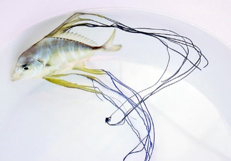 Alectis Indica - Indian threadfish