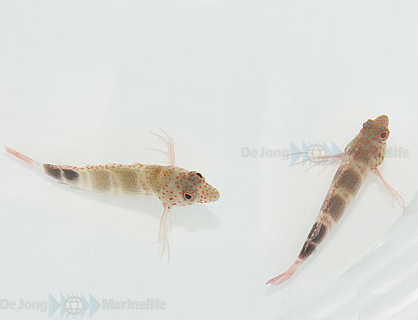 Amblycirrhitus pinos - Redspotted Hawkfish