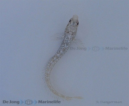 Acanthemblemaria spinosa - Spinyhead blenny