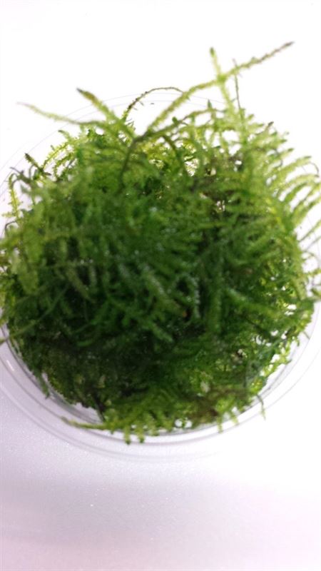 Taiwan Moss ( Cup 80 cc)