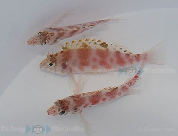 Cirrhitichthys aprinus - Gevlekte Koraalklimmer