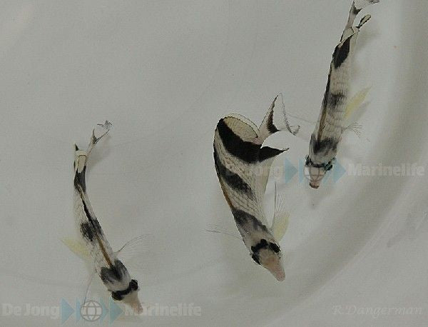 Chaetodon argentatus - Asian Butterflyfish